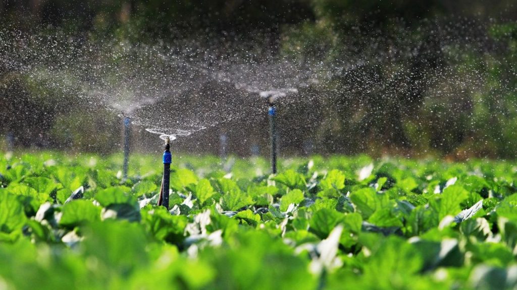 Agriculture et sobriété en eau face à la sécheresse