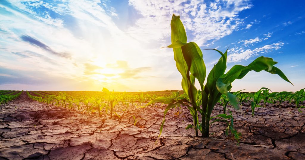Agriculteur confronté à la sécheresse et au manque d'eau